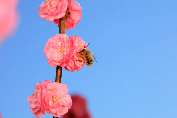 Bee Pollinating a Pink Flower in Nature on a Sunny Bright Summer Day