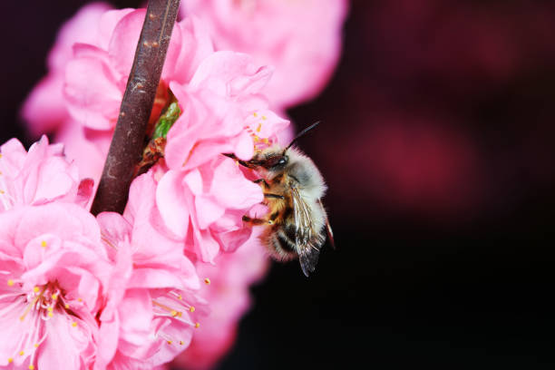 Bee Pollinating a Pink Flower in Nature on a Sunny Bright Summer Day