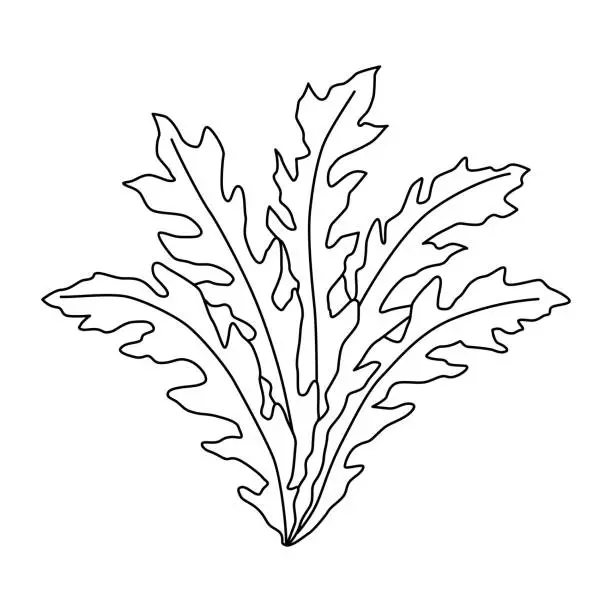 Vector illustration of Arugula isolated on white