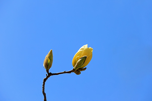 Beautiful magnolia flowers in the background of blue sky, North China