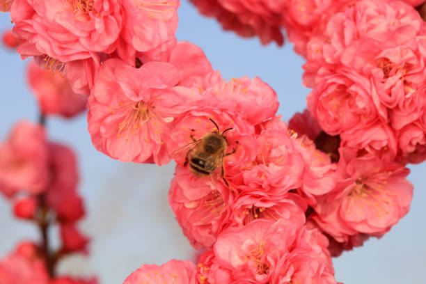 Spring bee on a blossom