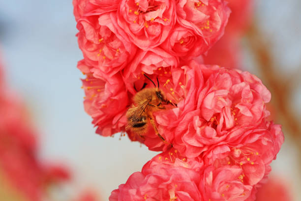 A bumblebee (or bumble bee, bumble-bee, or humble-bee) is any of over 250 species in the genus Bombus. Bumblebees have round bodies covered in soft hair, long branched setae, called pile,  making them appear and feel fuzzy.