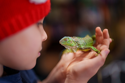 Kid is petting an small green iguana in his hands.