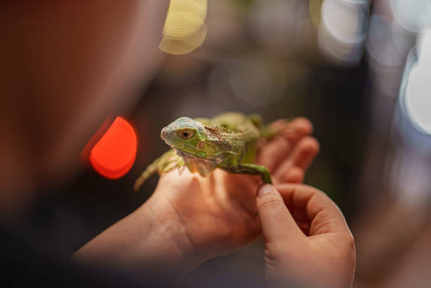 istock Kid with a small green iguana 1982690374