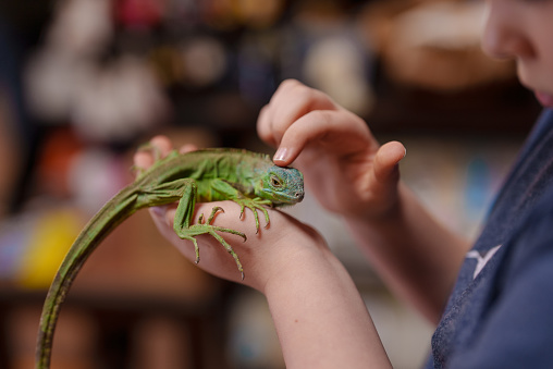 Kid is petting an small green iguana in his hands.