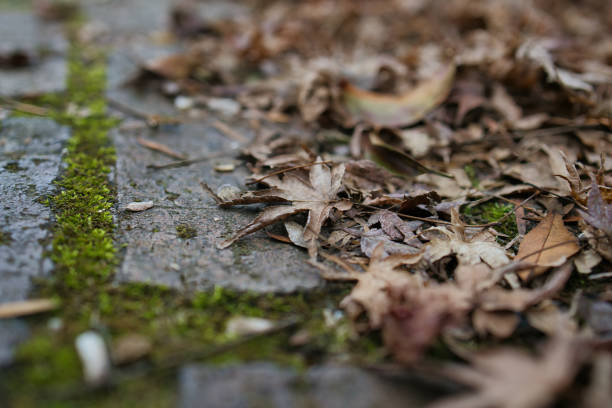 Fallen brown leaves piled up on the bricks