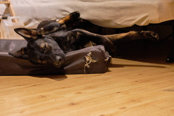 美しいジャーマンシェパード犬は彼の犬のベッドで眠っているとスウェーデンのvaestra goetalandのスカラボーの家で素敵な夢を見ています - german shepherd animal black purebred dog ストックフォトと画像
