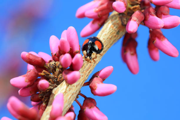 A Ladybug feeds on the sap of the Crabapple leaves with dark purple buds  during mid may spring season at the Dominion Arboretum,Ottawa,Ontario,Canada
