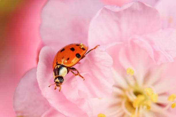 Harmonia axyridis crawls on plants, North China