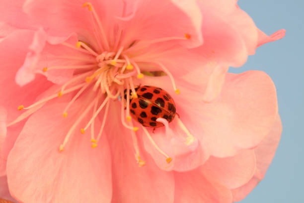 Harmonia axyridis crawls on plants, North China