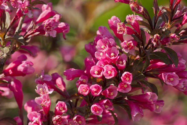 Weigela Florida - Vendita Piante Online - LeTuePiante