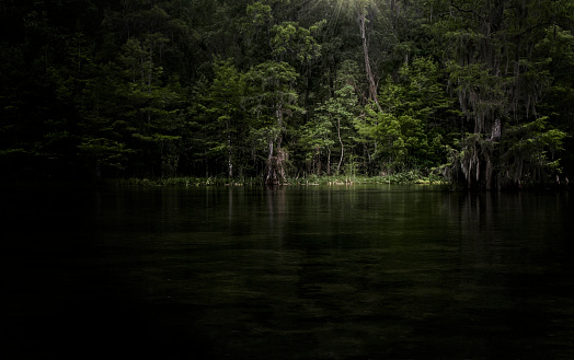 Dramatic light on the Wakulla River, sunbeam down on small tree in the swampy waters.