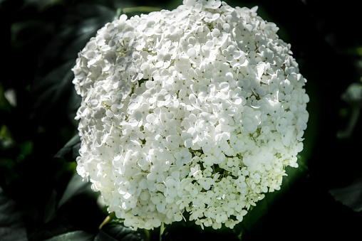 Large White Flower on dark background