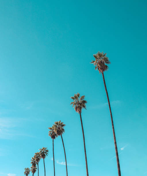 istock Row of tall palm trees 1982770571