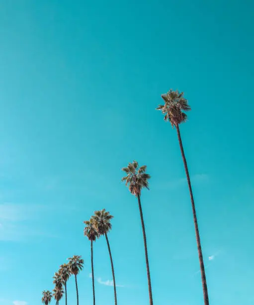 Row of mexican fan palm trees skydusters