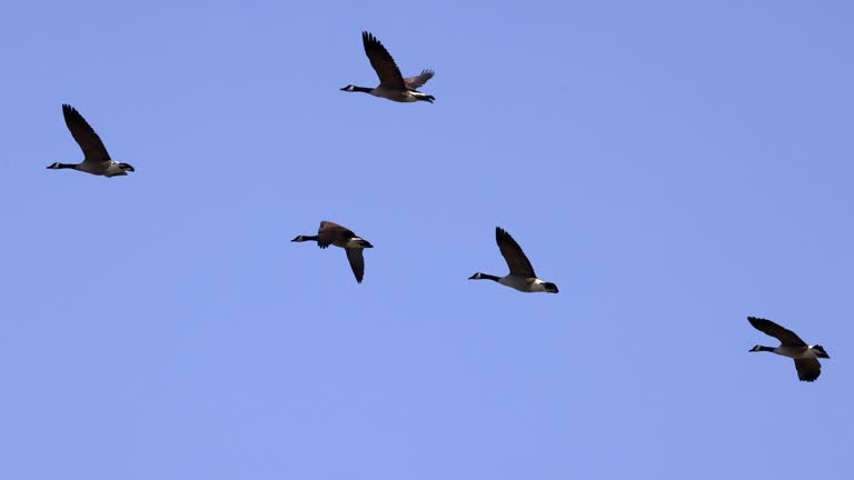 Graceful Flock of Geese Flying in Slow Motion