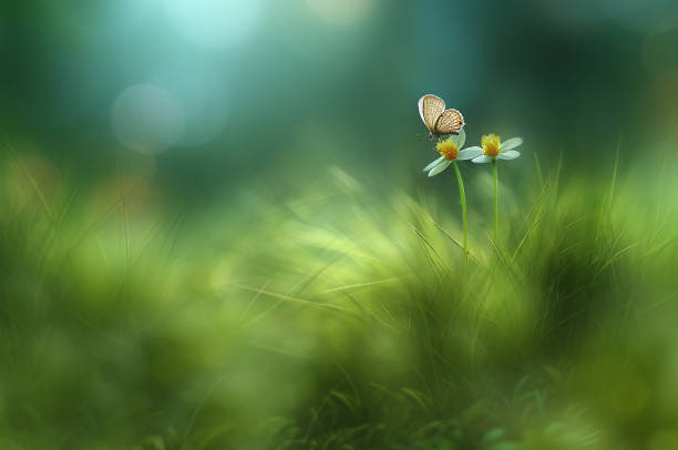 Butterfly sit down to daisies