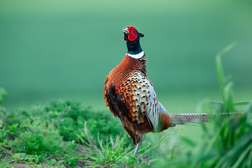 Ring necked Pheasant.  Scientific name: Phasianus Colchicus. Male or cock pheasant in Springtime, with head back, calling with open beak.  Facing left.  Close up.  Horizontal.  Space for copy.