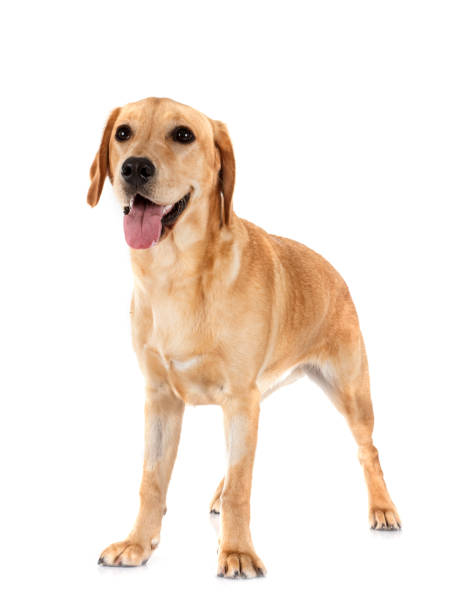 istock puppy labrado retriever 1982865405