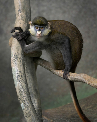 Schmidt's Red-Tailed Guenon (Cercopithecus ascanius schmidt) full body portrait perched on tree branch