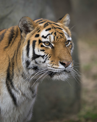 Amur tiger (Panthera tigris altaica) close up portrait from side