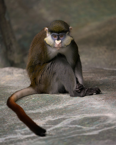 Schmidt's Red-Tailed Guenon (Cercopithecus ascanius schmidt) full body portrait