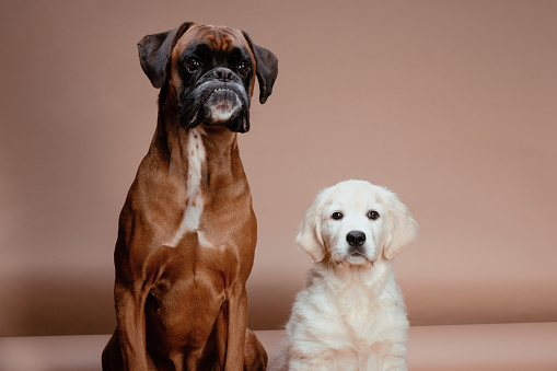 Cute golden retriever puppy sitting next to mature boxer dog.