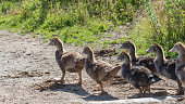 young goslings walk along a rural road