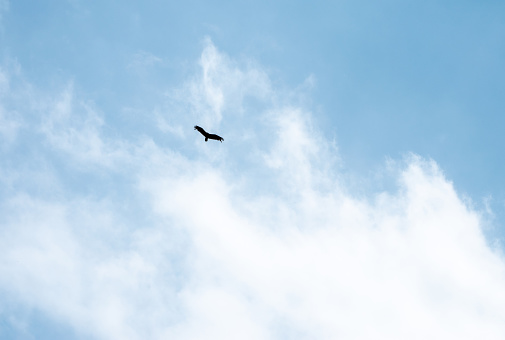 A large vulture flies gracefully in the high blue sky portraying freedom and beauty in nature.
