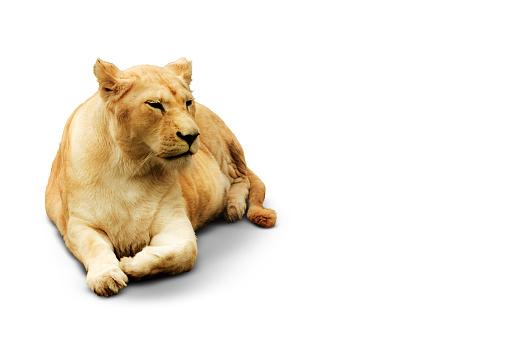 An adult female lion lies gracefully, her calm gaze and relaxed posture against a stark white backdrop embodying the quiet strength of the wild