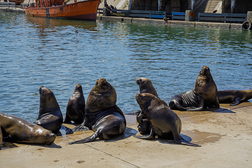 This is a horizontal, color photograph of sea lions reclining on a barrier island off the coast of Vancouver Island, Canada on a summer day.