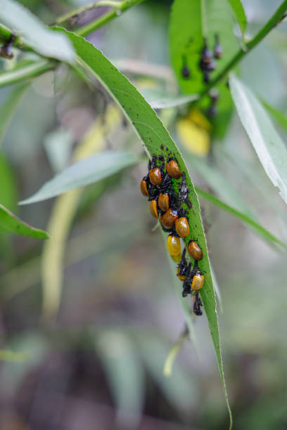 istock Close up of ladybugs (Coccinellidae) emerging from the pupa on a leaf. 1982888290