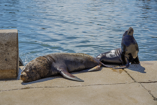 Couple of sea lions in the port of Mar del Plata, Buenos Aires.