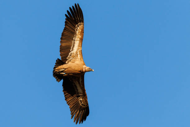istock View of Gyps fulvus from below with wings spread during flight and plain blue sky background in Alcoi 1982898705