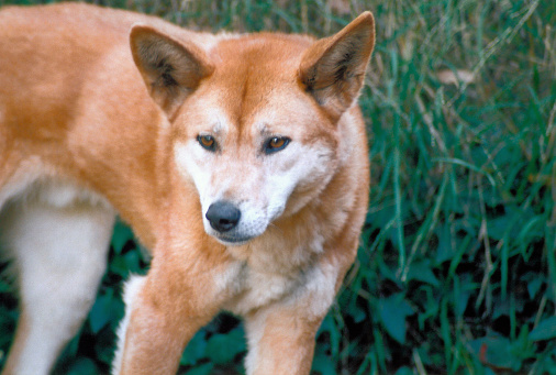 Victoria, Australia: dingo (Canis lupus dingo), a domestic dog that went wild thousands of years ago and now lives completely independently of humans in many parts of Australia. Dingoes are classified as pariah dogs.