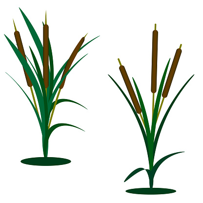 Two Reed Bushes On A White Background Stock Illustration - Download ...