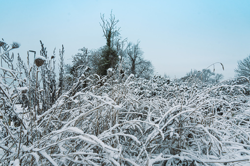 Winter background with plants