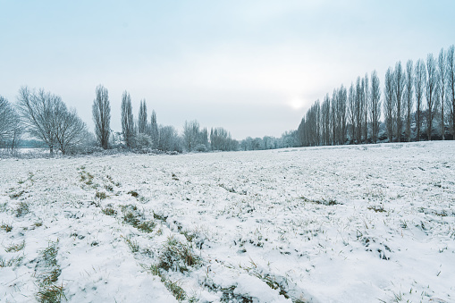 Large, bare tree in farm field after winter snow with wooden fence;  clouds and sky have soft color in early morning light.