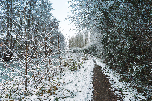 A curved path in winter between the trees. Slender trees on the edges of the walking path.