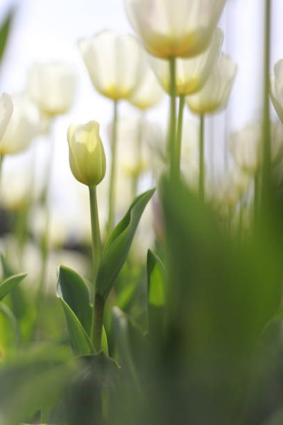 white tulips in the tulip garden - parade tulip zdjęcia i obrazy z banku zdjęć
