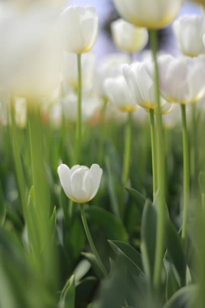 white tulips in the tulip garden - parade tulip - fotografias e filmes do acervo