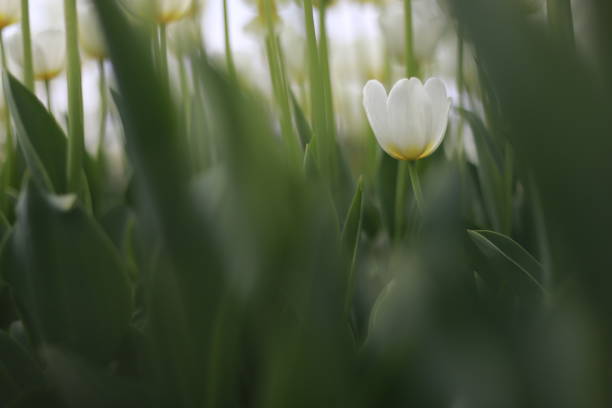 istock White tulips in the tulip garden 1982984040