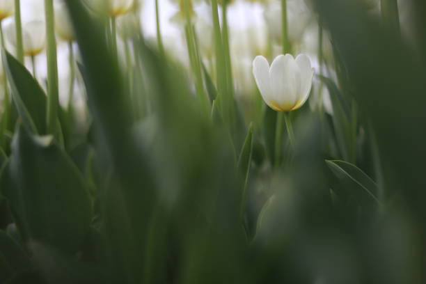 white tulips in the tulip garden - parade tulip zdjęcia i obrazy z banku zdjęć