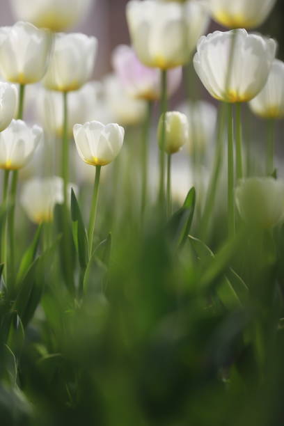 white tulips in the tulip garden - parade tulip - fotografias e filmes do acervo