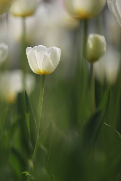 white tulips in the tulip garden - parade tulip - fotografias e filmes do acervo