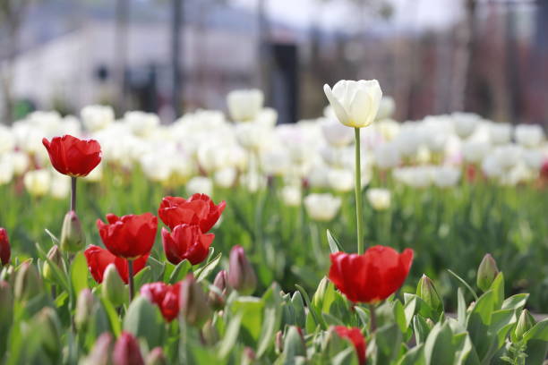 tulipas vermelhas e multicoloridas - parade tulip - fotografias e filmes do acervo