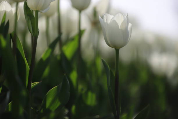 istock White tulips in the tulip garden 1982986143