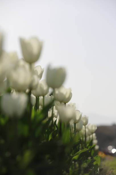Tulip flower spring background