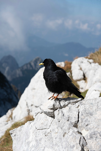 A beautiful black Alpine Chough with a yellow beak posing majestically towards the blue skies and stood on top of Mangart Pass.