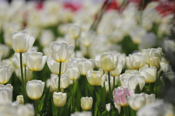 istock White tulips in the tulip garden 1982988239